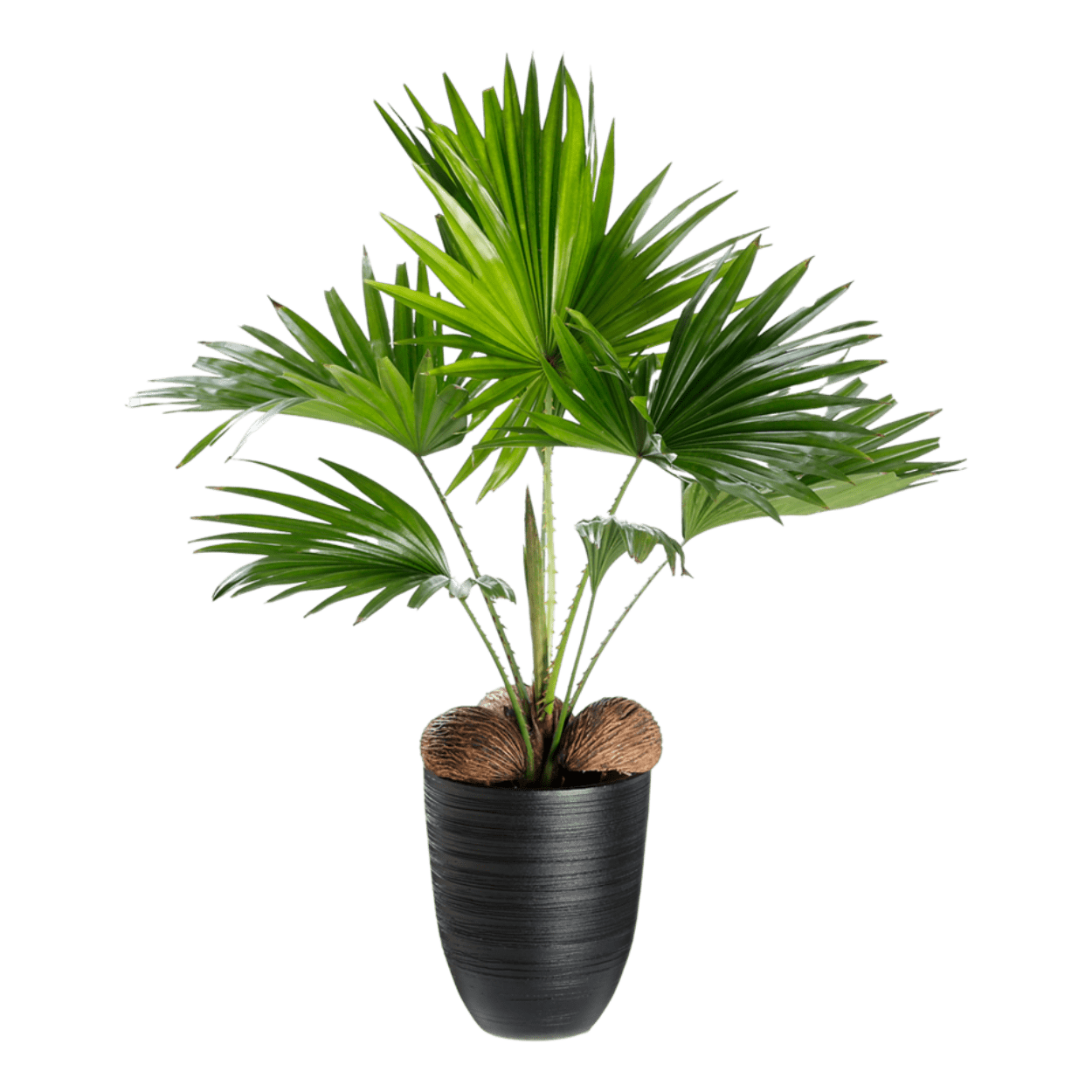Livistona-Calathea-Monstera Mix GARDENLINE - ALDI